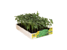Orto Mio Haricot grimpant Metro Orto Mio 12/24 plantes à repiquer
