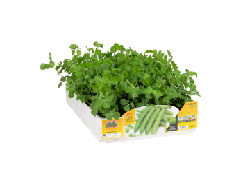 Orto Mio Demi-pois Rama Diablo Orto Mio 12 plantes grimpantes à repiquer 110 cm