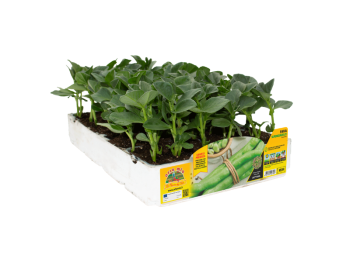 Orto Mio Fava Superaguadulce Orto Mio 9 piante da trapianto ciclo precoce sole