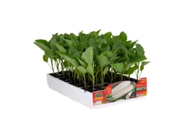 Orto Mio Melanzana Fiocco di Neve F1 Orto Mio 6 piante
