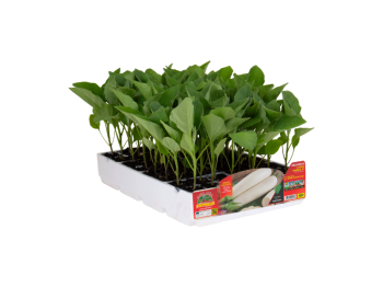 Orto Mio Aubergine Snowflake F1 Orto Mio 6 plantes