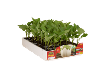Orto Mio Aubergine Gaia F1 Orto Mio 6 plantes ronde blanche