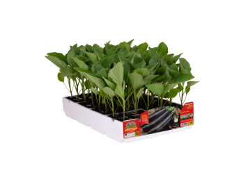Orto Mio Aubergine Fiona F1 Orto Mio 6 plantes long noir