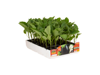 Orto Mio Aubergine Fantastic F1 Orto Mio 6 plantes ovale noir