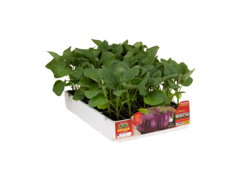 Orto Mio Beatrice aubergine F1 Orto Mio 6 plantes lilas 350g