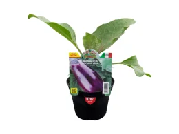 Orto Mio Melanzana Seta F1 Orto Mio vaso 10 viola polpa dolce pochi semi