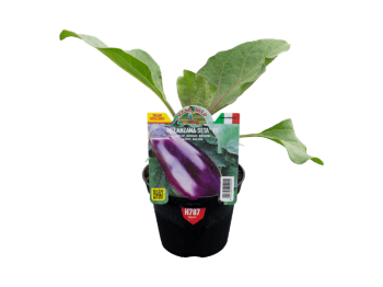 Orto Mio Aubergine Silk F1 Orto Mio pot 10 purple sweet flesh quelques graines