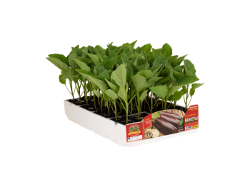 Orto Mio Aubergine Violet Cime Orto Mio pack de 6 plantes violet