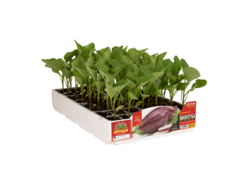 Orto Mio Aubergine Striata Lucilla F1 Orto Mio paquet de 6 plantes