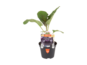 Orto Mio Aubergine ronde violette Sabelle F1 Orto Mio pot 10