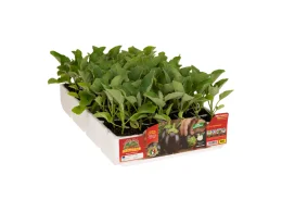 Orto Mio Aubergine Petit Genovese Minny F1 Orto Mio pack 6