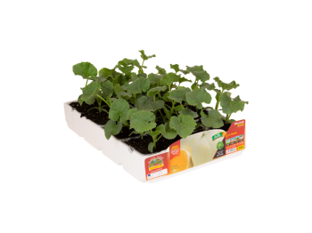 Orto Mio Melon lisse Bacir F1 Orto Mio pack 4 plantes