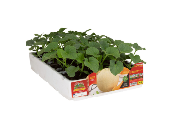 Orto Mio Melon Capitol F1 Orto Mio Rectate sans tranche paquet de 4 plantes