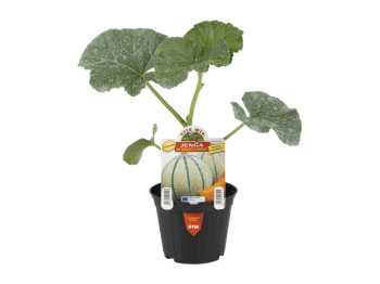 Orto Mio Melone Jenga F1 Orto Mio cantalupo francesino vaso 10