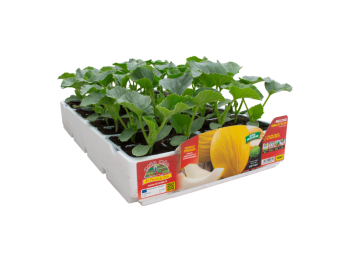 Orto Mio Melon Porthos F1 Orto Mio jaune paquet de 4 plantes