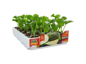 Orto Mio Melon Valeoso F1 Orto Mio vert paquet de 4 plantes