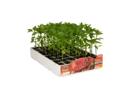Orto Mio Poivre capricorne F1 Orto Mio pescarese pack 6 plantes