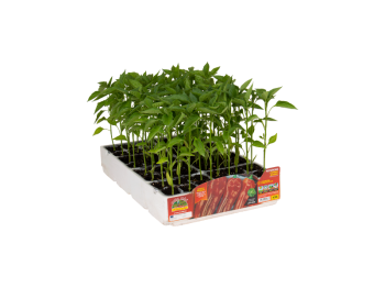 Orto Mio Poivre de Gimbotop F1 Orto Mio red horn 6 plantes