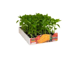 Orto Mio Poivre Astor F1 Orto Mio corne jaune 6 plantes culture en serre ou en plein champ