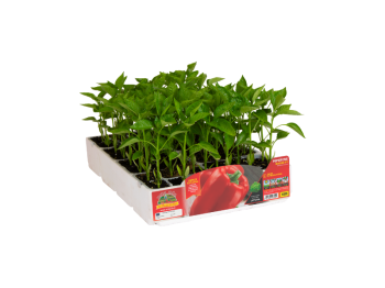 Orto Mio Poivrons Gagio F1 Orto Mio rouge carré 6 plantes