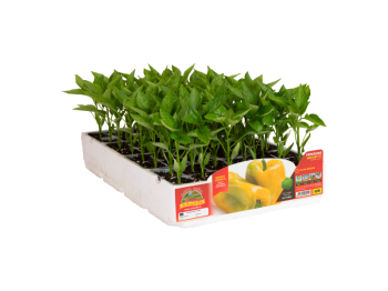 Orto Mio Poivre Mohay F1 Orto Mio jaune allongé 6 plantes