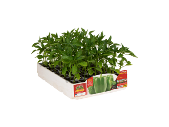 Orto Mio Poivre Magnum F1 Orto Mio vert allongé 6 plantes