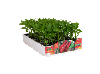 Orto Mio Poivre Paesanello Orto Mio rouge doux séchant 6 plantes serre ou champ