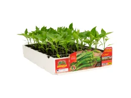 Orto Mio Poivrons Friggitello Orto Mio Del Fiume vert doux 6 plantes récolte 50-80 jours