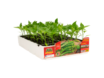 Orto Mio Peperone Friggitello Orto Mio Del Fiume dolce verde 6 piante raccolta 50-80 gg