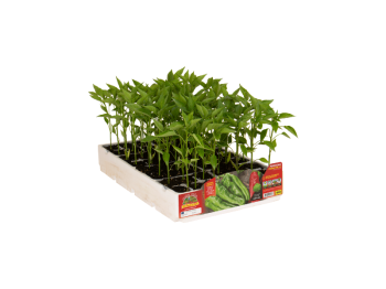 Orto Mio Peperone Friggitello Orto Mio Torricello F1 6 plantes sucrées 40g