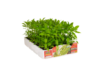 Orto Mio Poivre doux Cigarette Blond Orto Mio 6 plantes récolte 70 jours