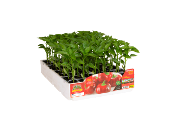 Orto Mio Topepo poivre rouge Peppotop F1 Orto Mio 6 plantes 150g