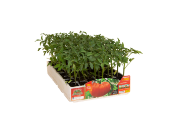 Orto Mio Veronica F1 tomate à côtes Orto Mio 6 plantes 300g
